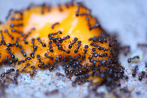 Sedam zanimljivosti o mravima