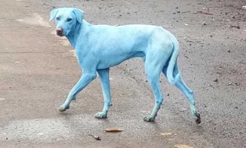 U Indiji se pojavili plavi psi