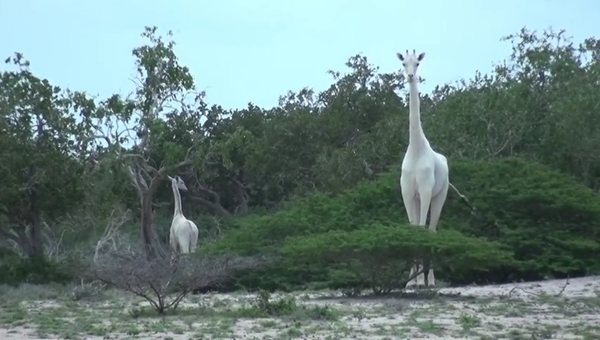 Pogledajte snimak retke bele žirafe